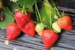 初夏吃草莓解毒 多吃鸭蛋帮助养生