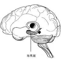 海马负责短期记忆