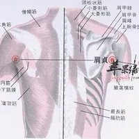 肩贞穴位位置图