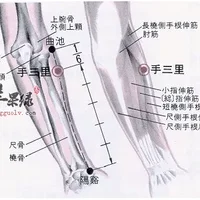 手三里穴位位置图