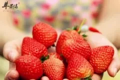 孕妇能吃草莓吗 孕妇吃草莓的好处