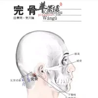 完骨穴位位置图