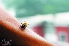 蜜蜂蛰伤后的几大注意事项