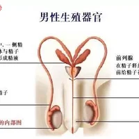 男性应当定期进行生殖系统体检