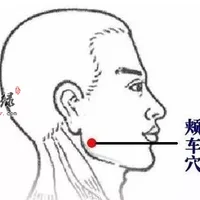 颊车穴位位置图