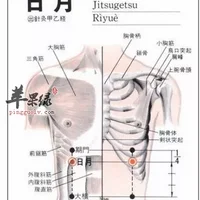 日月穴位位置图
