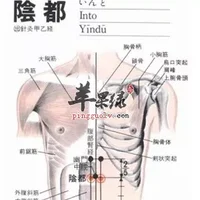 阴都穴位位置图