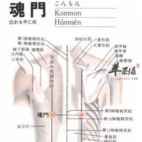 魂门穴位位置图