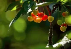 糖尿病人可以吃樱桃吗