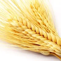 安苗节祭祀——小麦
