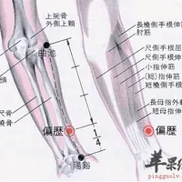 偏历穴位位置图