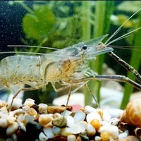 脊尾白虾的介绍-脊尾白虾的营养价值