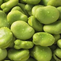 蚕豆的功效与作用-蚕豆的营养价值