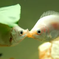 接吻鱼的风水学应用-接吻鱼的品种介绍