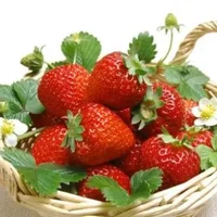 草莓种子当年能结草莓吗？草莓从种子到结果多长时间