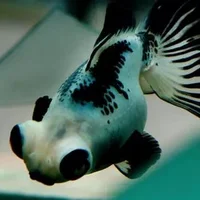 熊猫蝶尾金鱼怎么养？熊猫蝶尾金鱼的特征
