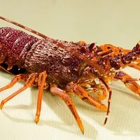 食用澳洲龙虾的注意事项-澳洲龙虾的营养价值