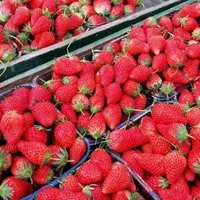 牛奶草莓是转基因的吗?牛奶草莓是什么季节的水果