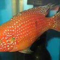 红宝石鱼怎么养？红宝石鱼如何繁殖？