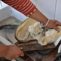 河蚌怎么洗才干净？河蚌怎么做好吃？河蚌肉的做法