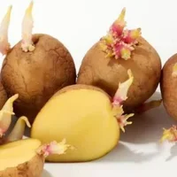 发芽的马铃薯含有什么毒素（龙葵素）？土豆如何保存不发芽？