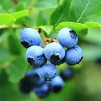 蓝莓的神奇功效 蓝莓果酱的做法