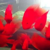 红元宝鱼的寿命-红元宝鱼怎么养？