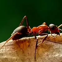 如何防治红火蚁？红火蚁最怕什么？
