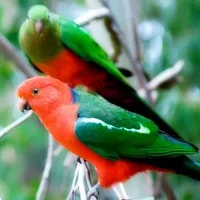 澳洲国王鹦鹉的产地 澳洲国王鹦鹉的简介