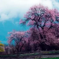 春游林芝赏桃花：沉醉在花的海洋