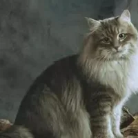 西伯利亚森林猫的生活习性是什么？