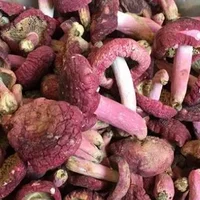 红菌菇的功效与作用 红菇的两种美味吃法