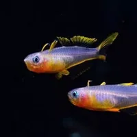 霓虹燕子鱼的简介-霓虹燕子鱼如何繁殖？