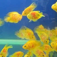 黄金灯鱼的简介-饲养黄金灯鱼的环境