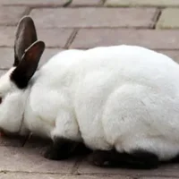 加利福尼亚兔的简介-加利福尼亚兔是怎样的？