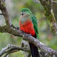 澳洲国王鹦鹉的饲养方法 澳洲国王鹦鹉的价格