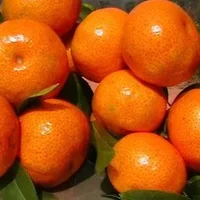 蜜橘的营养价值-蜜橘的食疗作用
