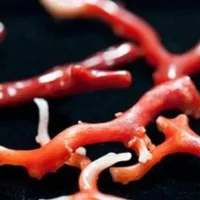 红珊瑚的功效与作用-红珊瑚是什么？