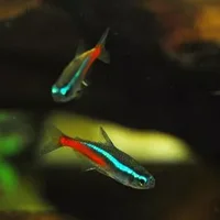 霓虹灯的简介-霓虹灯鱼如何繁殖？