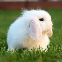迷你垂耳兔可以长到多大？