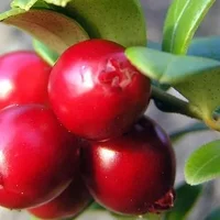 蔓越莓怎么吃？吃蔓越莓的食用禁忌