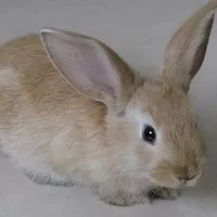 雷克斯兔的产地-雷克斯兔的外形特征