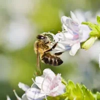 被蜜蜂蛰伤怎么办