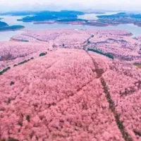 2021年贵州平坝樱花什么时候开放？贵州平坝樱花门票多少钱？