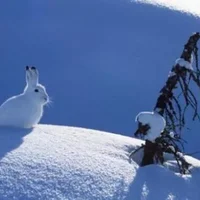 雪兔的形态特征和生活习性