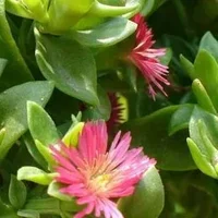 玉树花的简介-玉树花的养殖方法