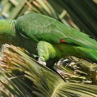 红额亚马逊鹦鹉的饲养方法 红额亚马逊鹦鹉的价格