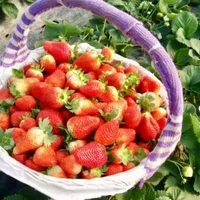摘的草莓为什么比卖的草莓贵？奶油草莓里真的有奶油吗？