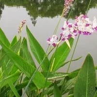 再力花的简介 再力花的种植方法