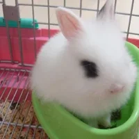 侏儒海棠兔是什么品种的兔兔？